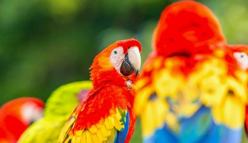 Costa Ricaanse papegaaien